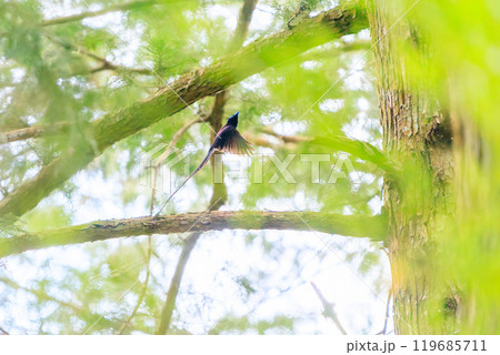新緑の林の奥で飛ぶ羽虫をフライキャッチする、長い尻尾の美しいサンコウチョウ（カササギヒタキ科） 119685711