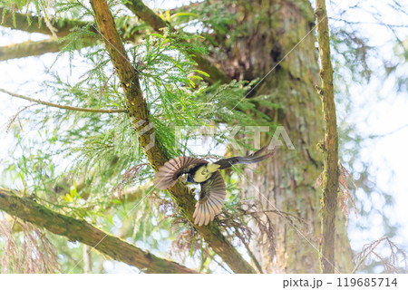 新緑の林の奥で飛ぶ羽虫をフライキャッチする、長い尻尾の美しいサンコウチョウ（カササギヒタキ科） 119685714