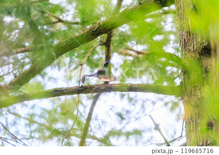 新緑の林の奥で飛ぶ羽虫をフライキャッチする、長い尻尾の美しいサンコウチョウ（カササギヒタキ科） 119685716
