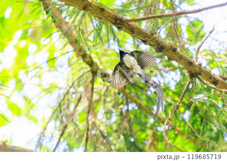 新緑の林の奥で飛ぶ羽虫をフライキャッチする、長い尻尾の美しいサンコウチョウ（カササギヒタキ科） 119685719