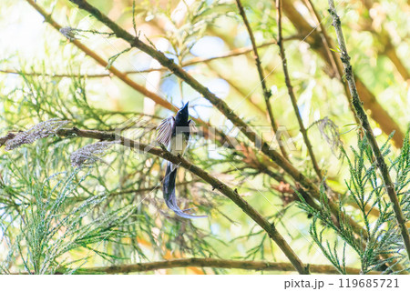 新緑の林の奥で飛ぶ羽虫をフライキャッチする、長い尻尾の美しいサンコウチョウ（カササギヒタキ科） 119685721