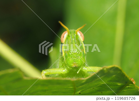 ツチイナゴの幼虫 119685726