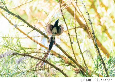 逆光の新緑の林の奥で飛ぶ羽虫をフライキャッチする長い尻尾の美しいサンコウチョウ（カササギヒタキ科） 119685787