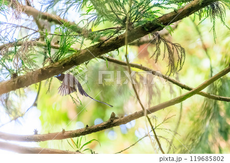 逆光の新緑の林の奥で飛ぶ羽虫をフライキャッチする長い尻尾の美しいサンコウチョウ（カササギヒタキ科） 119685802