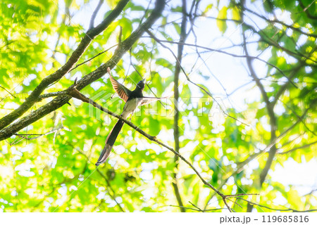 逆光の新緑の林の奥で飛ぶ羽虫をフライキャッチする長い尻尾の美しいサンコウチョウ（カササギヒタキ科） 119685816