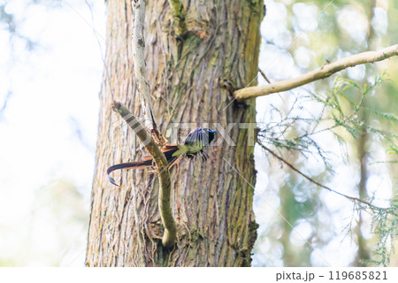 逆光の新緑の林の奥で飛ぶ羽虫をフライキャッチする長い尻尾の美しいサンコウチョウ（カササギヒタキ科） 119685821