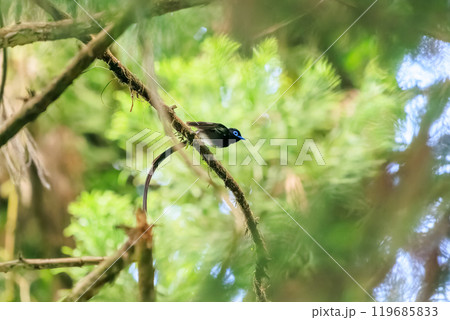 逆光の新緑の林の奥で飛ぶ羽虫をフライキャッチする長い尻尾の美しいサンコウチョウ（カササギヒタキ科） 119685833