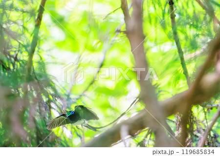 逆光の新緑の林の奥で飛ぶ羽虫をフライキャッチする長い尻尾の美しいサンコウチョウ（カササギヒタキ科） 119685834