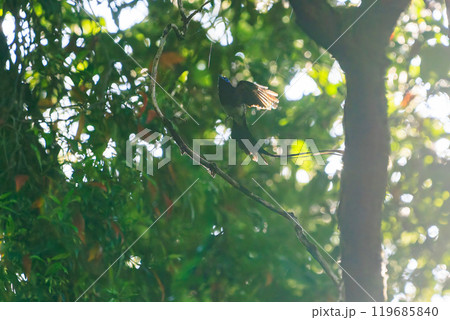 逆光の新緑の林の奥で飛ぶ羽虫をフライキャッチする長い尻尾の美しいサンコウチョウ（カササギヒタキ科） 119685840
