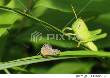 ベッコウハゴロモとツチイナゴの幼虫 119685976