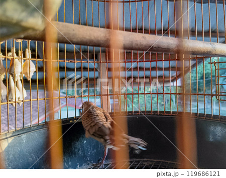 Indoor Birds in a Cage. 119686121
