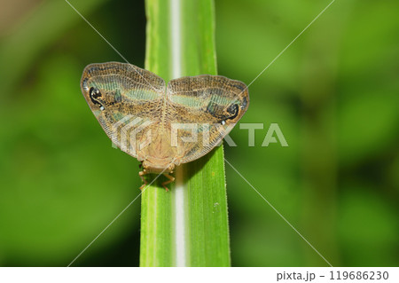 ベッコウハゴロモ 119686230