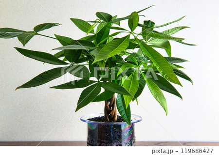観葉植物 パキラ ハイドロカルチャー 白バック 観葉植物 パキラ ハイドロカルチャー 白バック 119686427