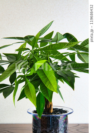 観葉植物 パキラ ハイドロカルチャー 白バック 観葉植物 パキラ ハイドロカルチャー 白バック 119686432