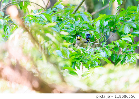 新緑の中飛び立つ可愛いシメ（アトリ科）日本国東京都八王子市、八王子城跡にて。2024年5月撮影。 119686556