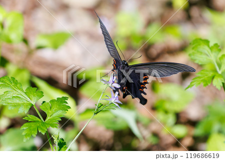 花の間を飛び回る美しいクロアゲハ(アゲハチョウ科)東京都八王子市、八王子城跡にて。2024年5月撮影 花の間を飛び回る美しいクロアゲハ(アゲハチョウ科)東京都八王子市、八王子城跡にて。2024年5月撮影 119686619