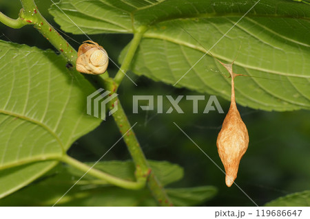 オオトリノフンダマシ(メス)と卵のう オオトリノフンダマシ(メス)と卵のう 119686647