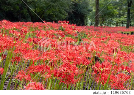 群馬県桐生市黒保根町八木原　渡良瀬川沿いにある彼岸花の名所八木原の里の満開の曼珠沙華群生 119686768