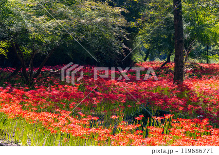 群馬県桐生市黒保根町八木原 渡良瀬川沿いにある彼岸花の名所八木原の里の満開の曼珠沙華群生 群馬県桐生市黒保根町八木原 渡良瀬川沿いにある彼岸花の名所八木原の里の満開の曼珠沙華群生 119686771