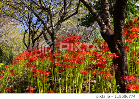 群馬県桐生市黒保根町八木原 渡良瀬川沿いにある彼岸花の名所八木原の里の満開の曼珠沙華群生 群馬県桐生市黒保根町八木原 渡良瀬川沿いにある彼岸花の名所八木原の里の満開の曼珠沙華群生 119686774