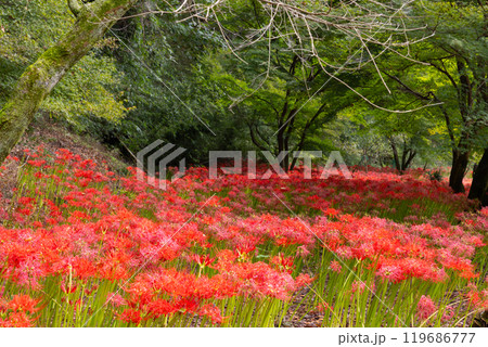 群馬県桐生市黒保根町八木原 渡良瀬川沿いにある彼岸花の名所八木原の里の満開の曼珠沙華群生 群馬県桐生市黒保根町八木原 渡良瀬川沿いにある彼岸花の名所八木原の里の満開の曼珠沙華群生 119686777