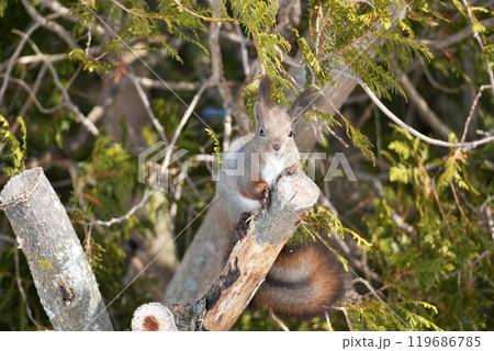 エゾリス 119686785