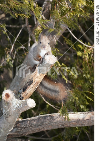 エゾリス 119686786