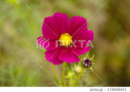 コスモスの花びらのクローズアップ コスモスの花びらのクローズアップ 119686841
