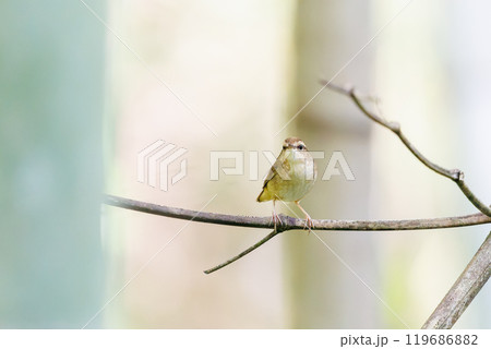 竹藪の奥で大きく不思議な高周波の声でさえずる可愛いヤブサメ（ウグイス科）八王子城跡 2024年5月 119686882