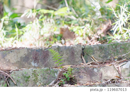 お寺の石段で巣作りの巣材を集める可愛いヤブサメ（ウグイス科）のペア 八王子城跡 2024年5月撮影 119687013