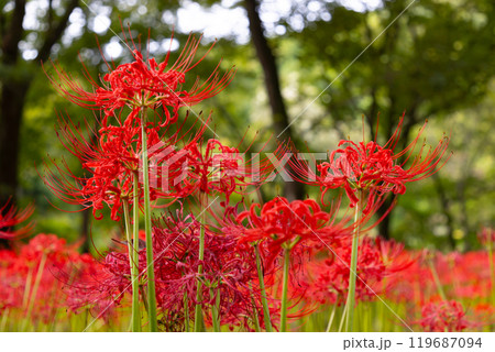 群馬県桐生市黒保根町八木原　渡良瀬川沿いにある彼岸花の名所八木原の里の満開の曼珠沙華クローズアップ 119687094