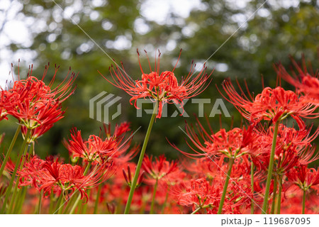 群馬県桐生市黒保根町八木原 渡良瀬川沿いにある彼岸花の名所八木原の里の満開の曼珠沙華クローズアップ 群馬県桐生市黒保根町八木原 渡良瀬川沿いにある彼岸花の名所八木原の里の満開の曼珠沙華クローズアップ 119687095