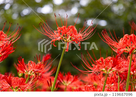 群馬県桐生市黒保根町八木原　渡良瀬川沿いにある彼岸花の名所八木原の里の満開の曼珠沙華クローズアップ 119687096
