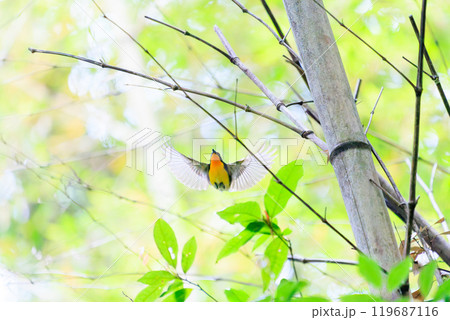 新緑の中、飛び立つ可愛いキビタキ(ヒタキ科)東京都八王子市、八王子城跡 2024年5月撮影 新緑の中、飛び立つ可愛いキビタキ(ヒタキ科)東京都八王子市、八王子城跡 2024年5月撮影 119687116