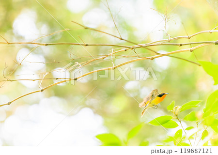 新緑の中、飛び立つ可愛いキビタキ（ヒタキ科）東京都八王子市、八王子城跡 2024年5月撮影 119687121