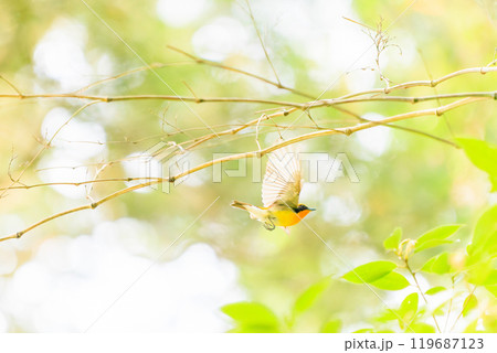 新緑の中、飛び立つ可愛いキビタキ(ヒタキ科)東京都八王子市、八王子城跡 2024年5月撮影 新緑の中、飛び立つ可愛いキビタキ(ヒタキ科)東京都八王子市、八王子城跡 2024年5月撮影 119687123