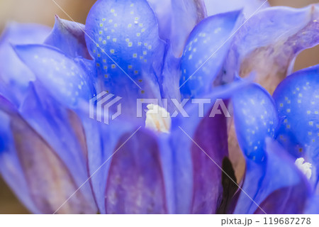 リンドウの花 リンドウの花 119687278