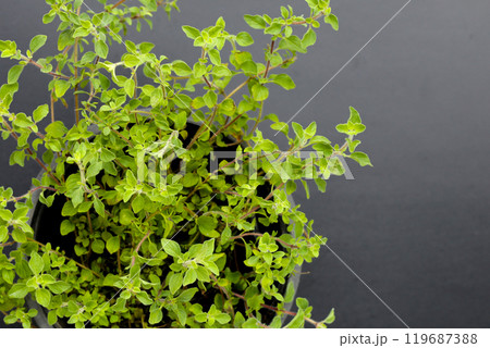 Fresh oregano on dark background. Fresh oregano on dark background. 119687388