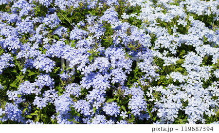 Cape leadwort purple flower in the garden Cape leadwort purple flower in the garden 119687394