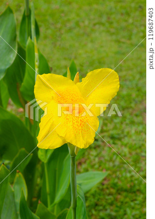 Yellow canna flower in the garden Yellow canna flower in the garden 119687403