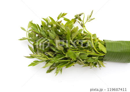 Green leaves of water dropwort plant 119687411