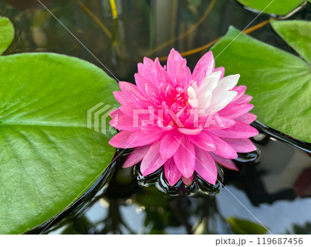 Beautiful pink and white water lily. Lotus water plant in a pot 119687456