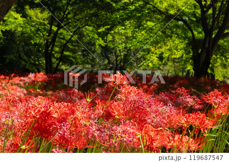 群馬県桐生市黒保根町八木原　渡良瀬川沿いにある彼岸花の名所八木原の里の満開の曼珠沙華群生と緑のもみじ 119687547