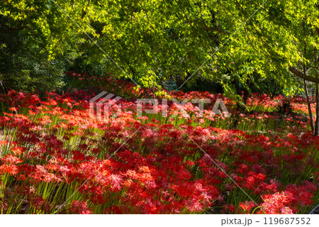 群馬県桐生市黒保根町八木原　渡良瀬川沿いにある彼岸花の名所八木原の里の満開の曼珠沙華群生と緑のもみじ 119687552