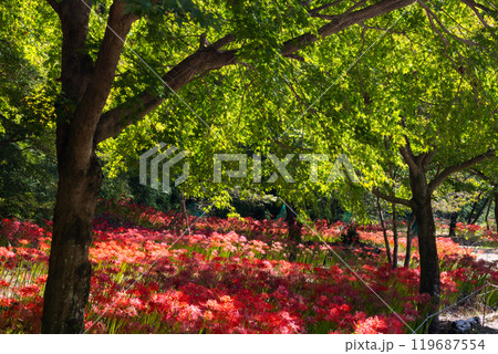 群馬県桐生市黒保根町八木原　渡良瀬川沿いにある彼岸花の名所八木原の里の満開の曼珠沙華群生と緑のもみじ 119687554