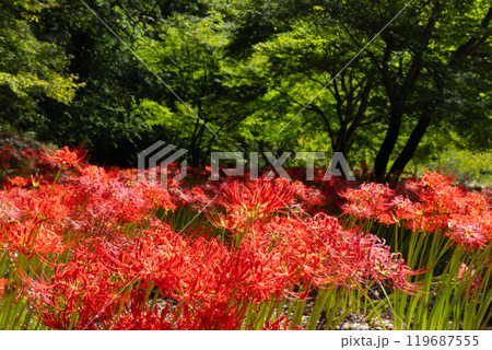 群馬県桐生市黒保根町八木原　渡良瀬川沿いにある彼岸花の名所八木原の里の満開の曼珠沙華群生と緑のもみじ 119687555
