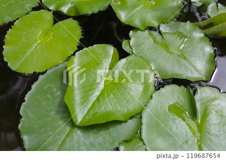 Beautiful waterlily or lotus flower with green leaves Beautiful waterlily or lotus flower with green leaves 119687654
