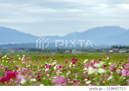 コスモス畑の情景 119687715