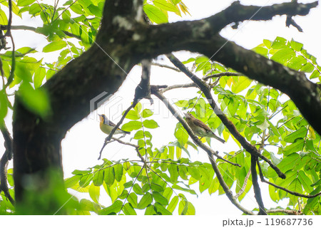 新緑の林で美しくさえずる可愛いキビタキ（ヒタキ科）のペア 東京都八王子市、八王子城跡 2024年5月 119687736