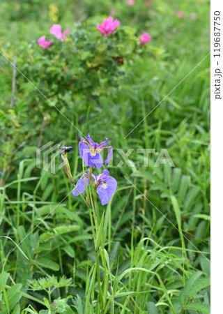 ヒオウギアヤメ 119687750